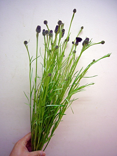 ブラックボール