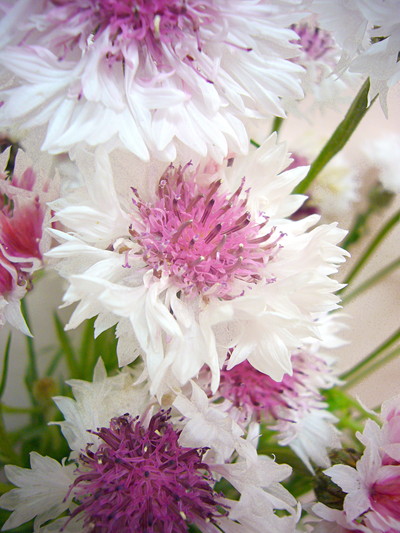 ロマンティックピンク