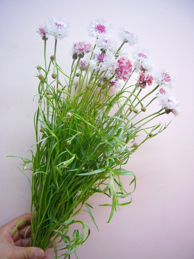 ロマンティックピンク