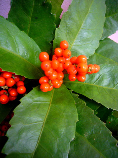 千両鎌１遠藤小佐ェ門