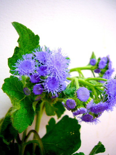 A.トップブルー