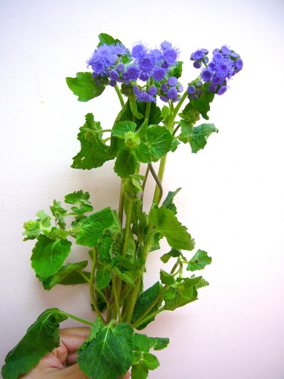 A.トップブルー