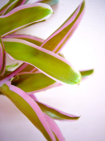 F.ボールヴァエリガータ