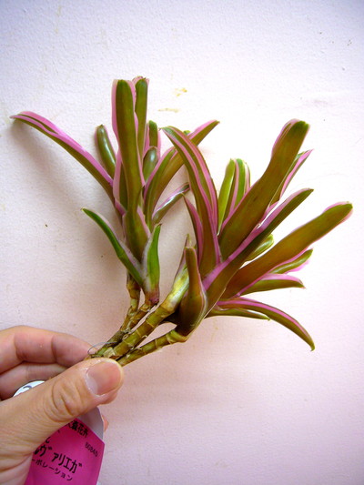 F.ボールヴァエリガータ