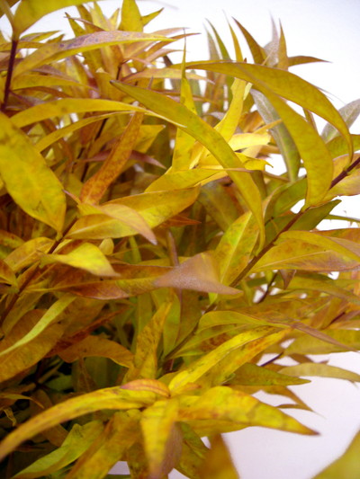 アキアカネ（チョウジソウ）