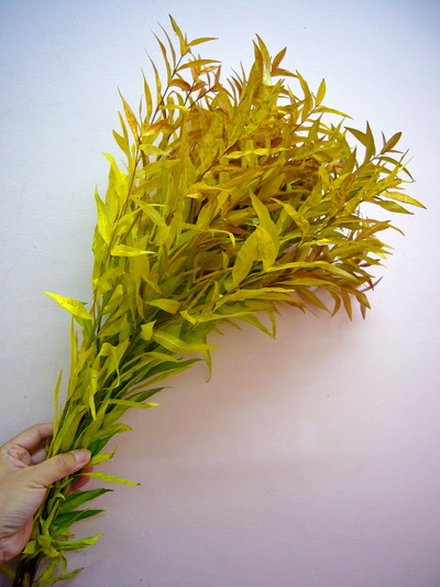 アキアカネ（チョウジソウ）