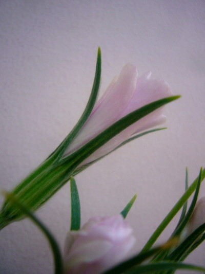 アグロスマンテ