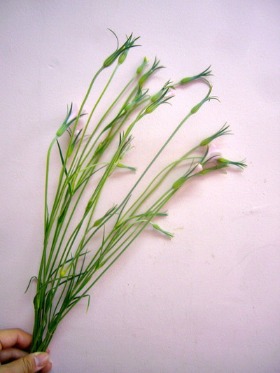 アグロスマンテ