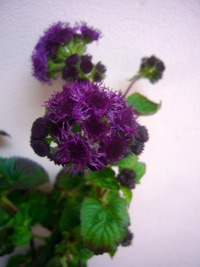 アゲラタムレッド