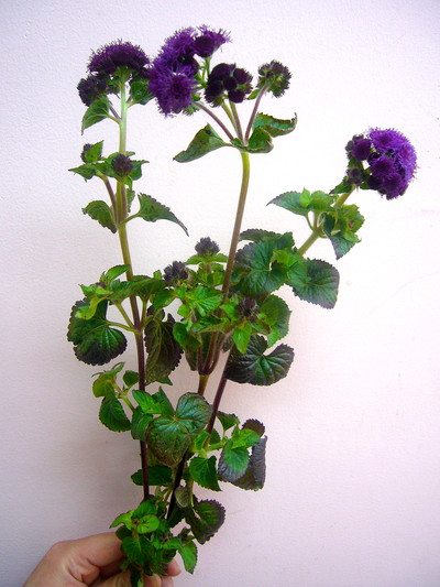 アゲラタムレッド