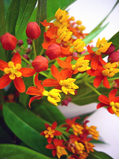 アスクレピアス