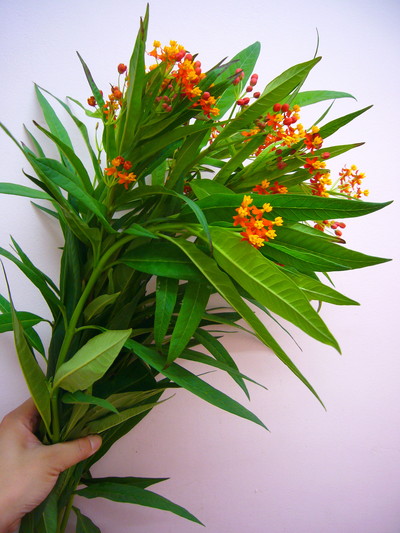 アスクレピアス