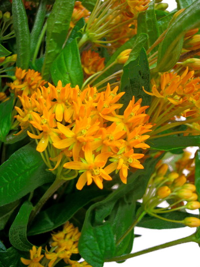 アスクレピアス チューベローサ