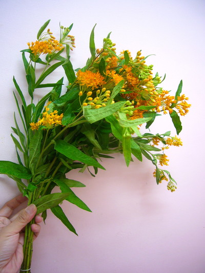 アスクレピアス チューベローサ