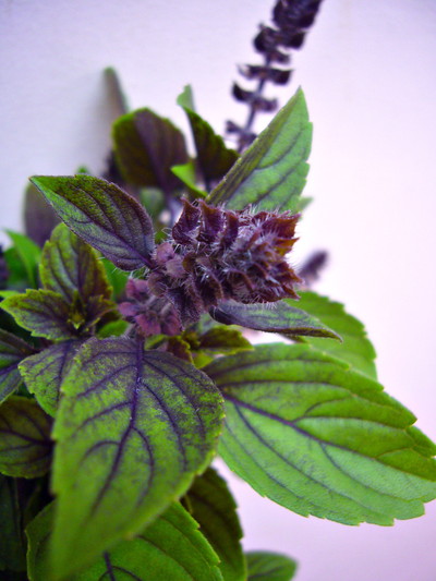 アメリカンブルーバジル