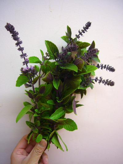 アメリカンブルーバジル