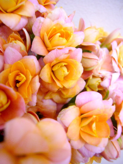 アメージングピンク