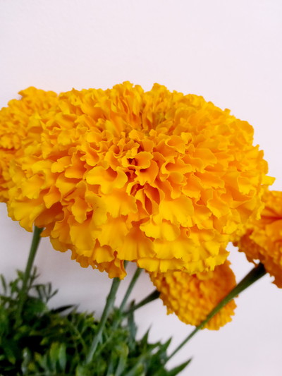 アルトオレンジ