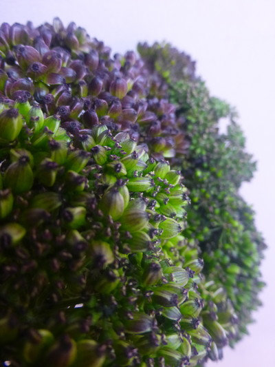 アンジェリカBRシード