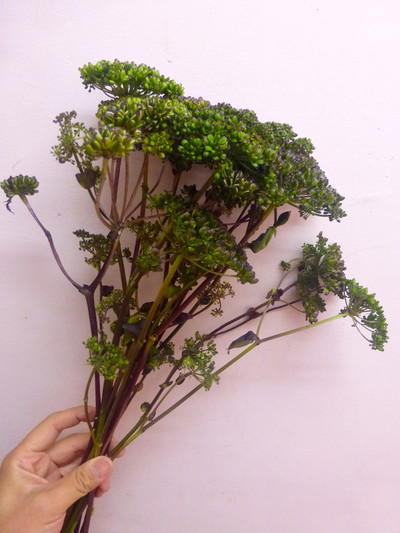 アンジェリカBRシード