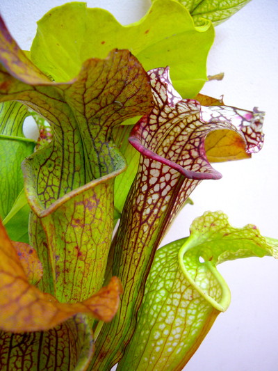 アンチー（サラセニア）