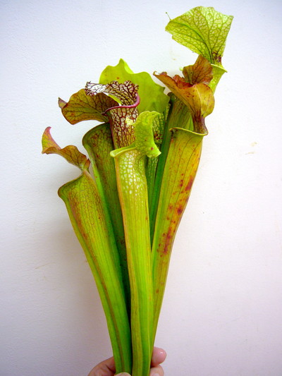 アンチー（サラセニア）