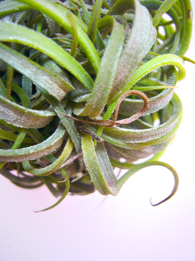 イオナンタクランプ