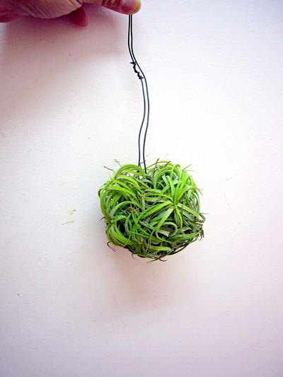 イオナンタクランプ