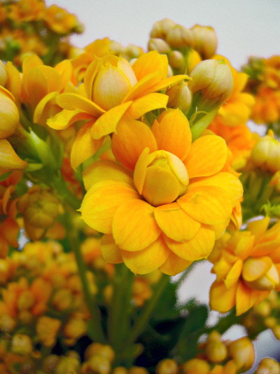 ウォームイエロー