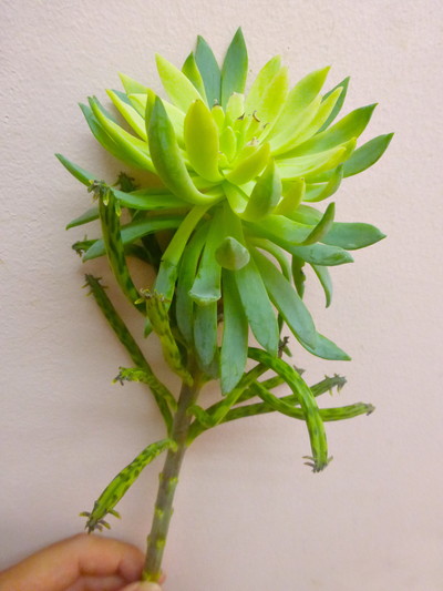 エケベリア　ステム付き