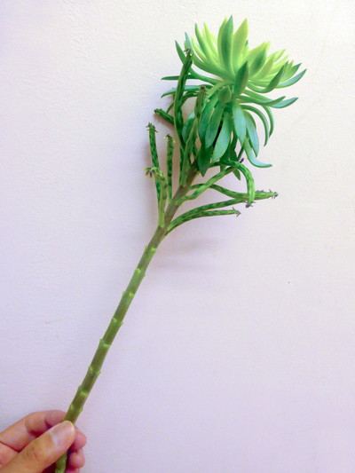 エケベリア　ステム付き