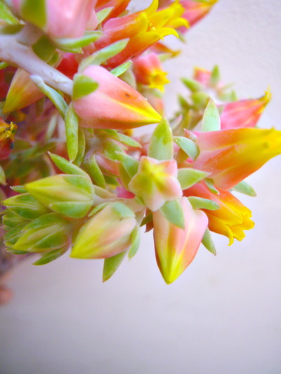 エケベリア セトサ