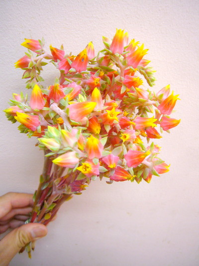 エケベリア セトサ