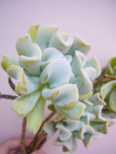 エケベリア（愛知みなみ）