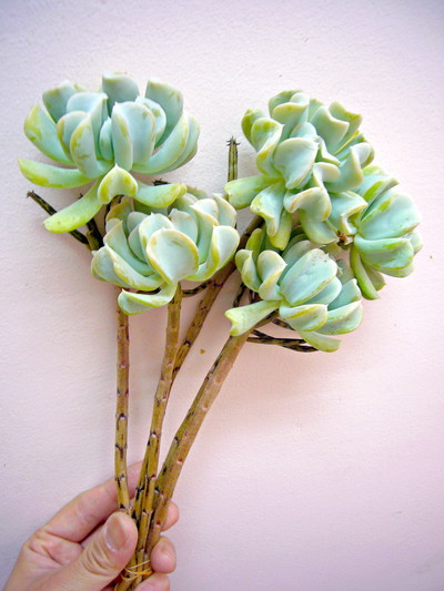 エケベリア（愛知みなみ）