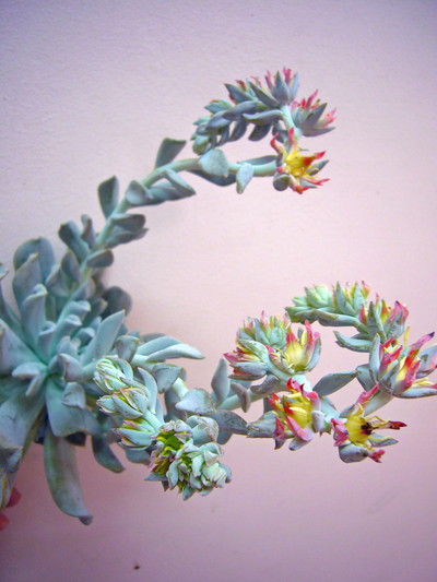 エケベリア（愛知みなみ秀2L）