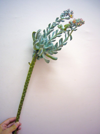 エケベリア（愛知みなみ秀2L）