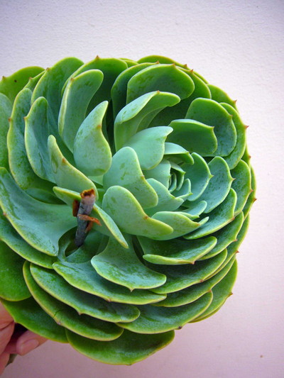 エケベリア　秀3L