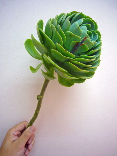 エケベリア　秀3L