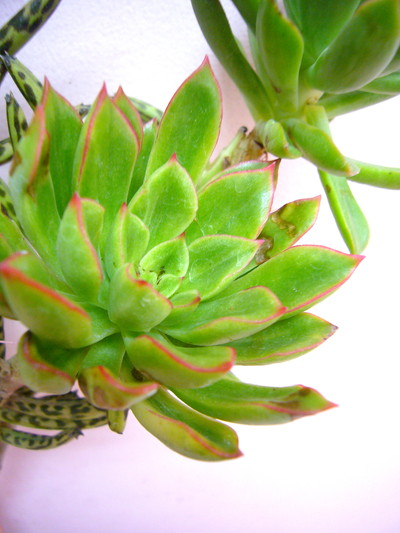 エケベリア（赤羽根）