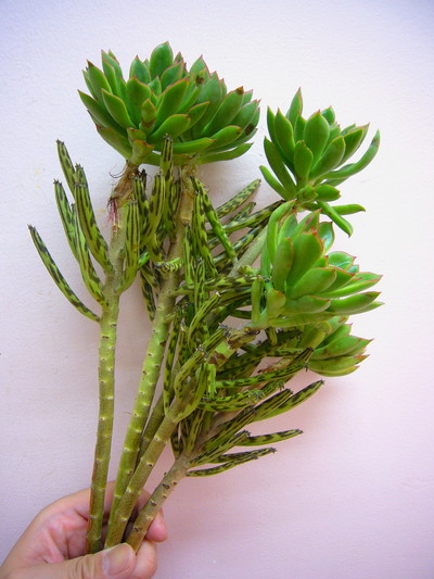 エケベリア（赤羽根）