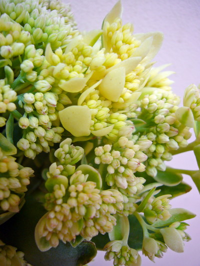 エルシーズゴールド