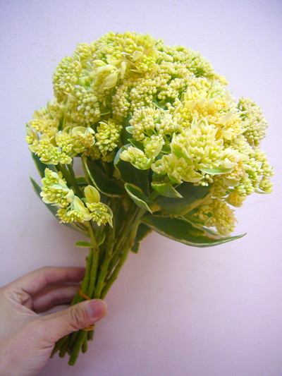 エルシーズゴールド