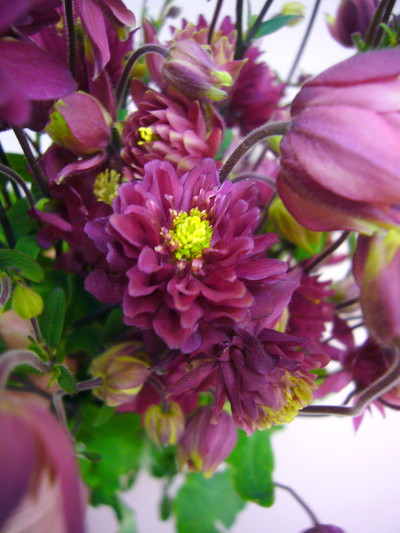 オダマキ（みやび花園）