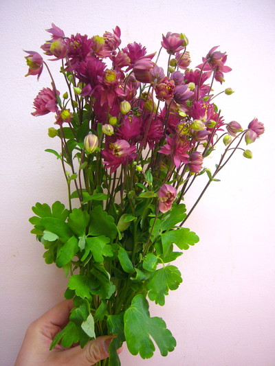 オダマキ（みやび花園）