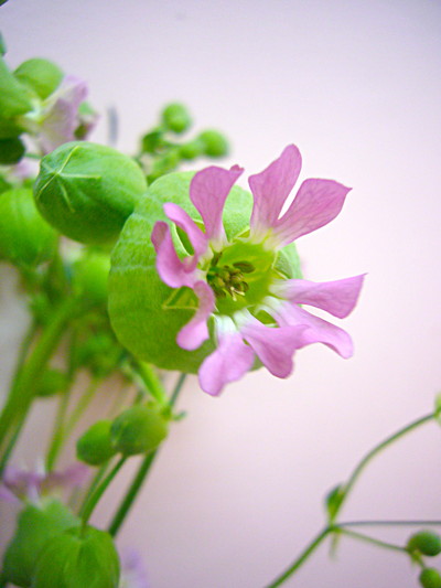 オブセノサト  ピンク