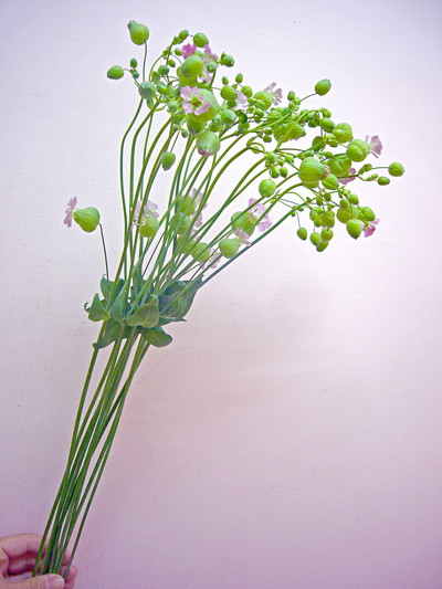 オブセノサト  ピンク