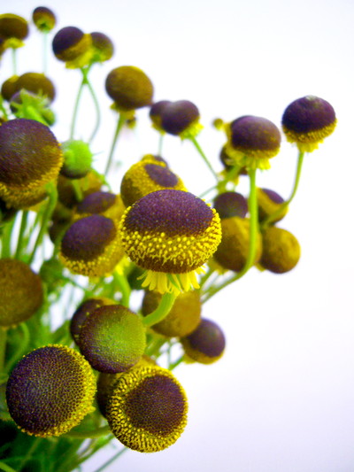 オータムロリポップ