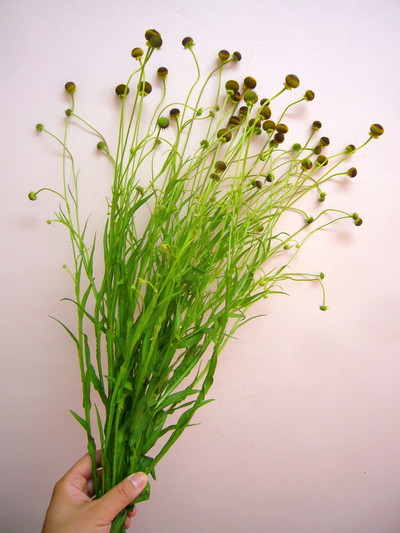 オータムロリポップ