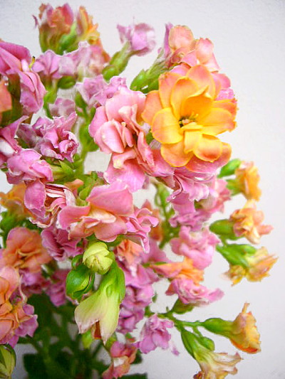 カランコエ アソート